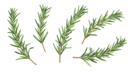Watercolor Illustration Showcases Five Sprigs Of Rosemary Each Detailed With Feathery Green Leaves And Slender Brown Stems Casting A Peaceful Mood On A Clean White Background Enhancing