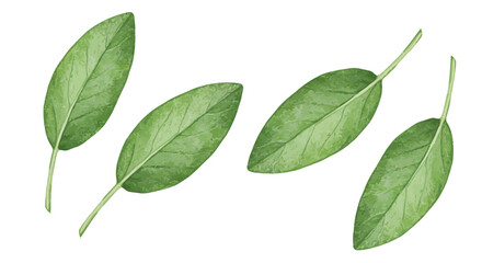 Watercolor Illustration Showcases Four Individual Sage Leaves Each Exhibiting Delicate Veins And Varying Shades Of Green Set Against A Clean White Background Creating A Fresh And Natural