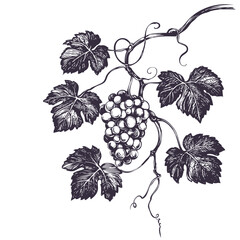 grape vine, grape, hand drawn vector illustration realistic sketch