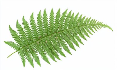 Single green fern frond isolated on white background, botanical illustration, nature imagery