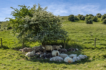 A flock of sheep sheltering from the sun under a hawthorn tree, on a warm spring day in Sussex