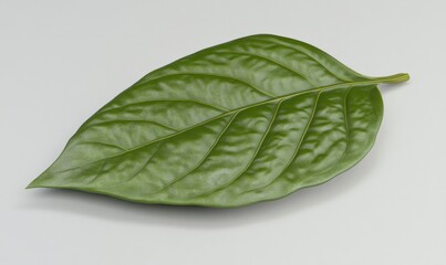 Obraz premium Single green leaf on white background, nature, botany, studio shot, website design