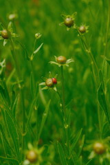 4K Ladybug on a flower bud