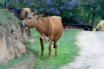 cows in a farm (Jacaranda Background)