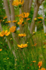Fototapeta premium 4K Yellow wildflowers