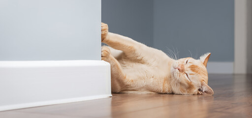 Burmese cat sleeping on the floor.