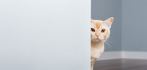 A curious Burmese cat peeks out from behind a blue wall