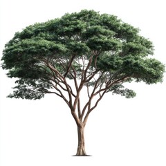 Majestic Rain Tree Isolated on White Background Detailed View of Lush Green Canopy and Intricate Branch Structure Tropical Tree