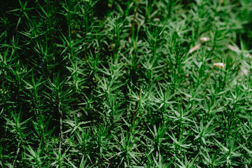 Lush green ground cover flourishing in a natural setting during bright daylight hours in a serene outdoor environment