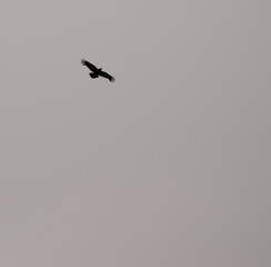 Common raven Corvus corax canariensis in flight. Cruz de Pajonales. The Nublo Rural Park. Tejeda. Gran Canaria. Canary Islands. Spain.