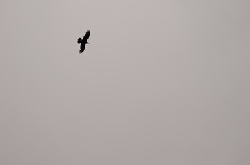 Fototapeta premium Common raven Corvus corax canariensis in flight. Cruz de Pajonales. The Nublo Rural Park. Tejeda. Gran Canaria. Canary Islands. Spain.