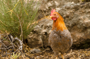 Hen Gallus gallus domesticus. Gran Canaria. Canary Islands. Spain.