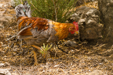 Hen Gallus gallus domesticus searching for food. Gran Canaria. Canary Islands. Spain.