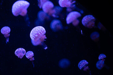 Colorful jellyfish floating gracefully in a dark aquarium during an evening display