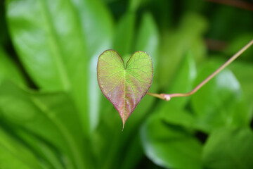 HOJA CORAZON