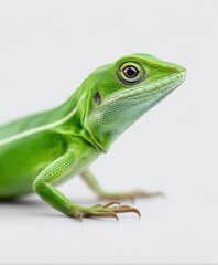 Fototapeta premium Close-up of a Green Iguana showcasing vibrant scales and detailed features