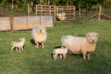 Fototapeta premium Ryeland breed sheep showing ewes and lambs in field, Highclere, Hampshire, England, United Kingdom, Europe