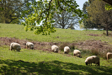 Obraz premium Flock of white sheep grazing in open fields, Newbury, Berkshire, England, United Kingdom, Europe