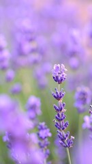 Ethereal Lavender Field with Glowing Petal Hues and Soft Textures for Nature Background