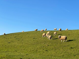 Himmel mit Schafherde auf Wiese