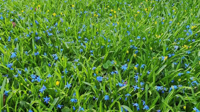Spring meadow with delicate blue scillas and yellow lesser celandines swaying in the wind. Static camera captures nature's freshness, green grass, and bright flowers on a sunny day.