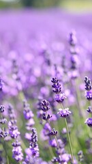 Obraz premium Ethereal Lavender Field with Glowing Petal Hues and Soft Textures for Nature Background