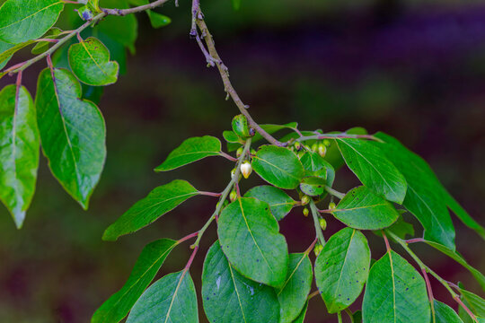 Spindle - Euonymus europaeus scrub on the garden