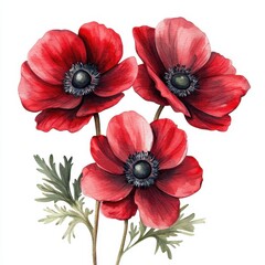 Obraz premium Three vibrant red anemones (1)