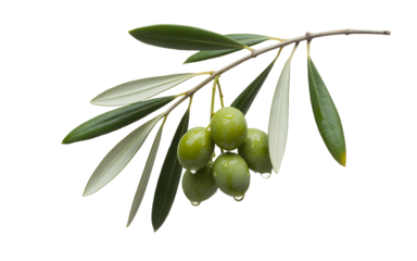 Fresh green olive branch with ripe olives and leaves, isolated on white background