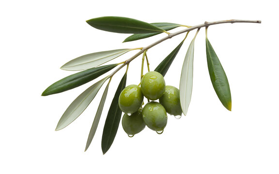 Fresh green olive branch with ripe olives and leaves, isolated on white background
