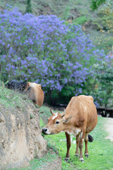 cows in a farm (Jacaranda Background)