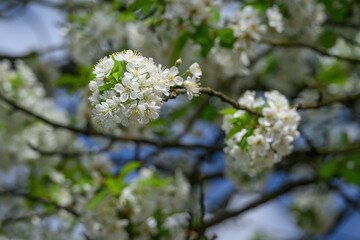 Beautiful white cherry blossoms on a branch.
