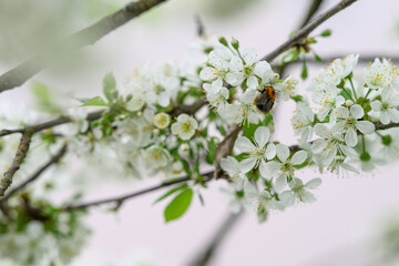 Beautiful white cherry blossoms on a branch.
