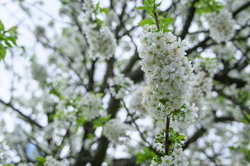 Beautiful white cherry blossoms on a branch.
