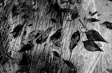 Fallen tree leaves on plastic wrap.