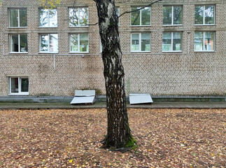 Lonely tree against brick building with fallen leaves.