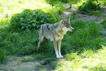 Obraz premium Wolf (Canis lupus lupus) Canidae family, in a forest in Lower Saxony, Germany.