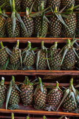 Pineapples on display in a fruit shop,Pineapple or Ananas comosus fruits on display in a cabinet at a fruit shop