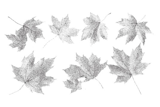 Black and white xerox effect maple leaves vector illustration set for autumn fall designs grainy textured foliage monochrome leaf collection isolated on white background nature botanical graphics