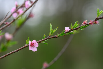 Pink peach blossom on a twig.