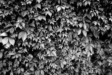 Wall of black and white leaves as background.