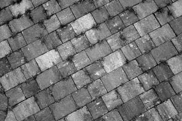Grass growing through stone pavement. Black and white.