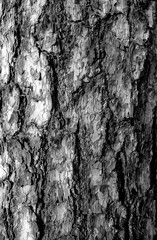 Pine tree bark texture in black and white.