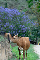 cows in a farm (Jacaranda Background)