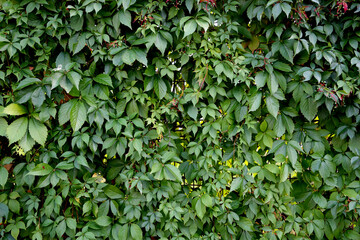 Wall of green leaves as background.