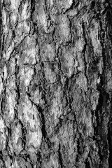 Pine tree bark texture in black and white.