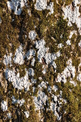 Obraz premium A tree trunk covered in moss and lichen