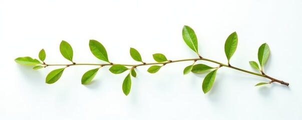 Obraz premium Isolated branches of a small shrub on a white background with a soft light effect, nature, simple, natural