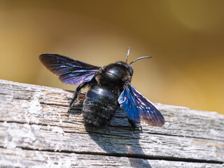 Splay-footed Carpenter Bee - Xylocopa valga resting on weathered wood in a sunny garden setting