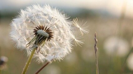 dandelion on a green background
